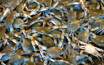 Fresh Crab